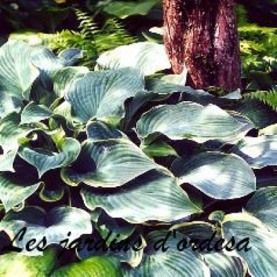 Hosta regal splendor